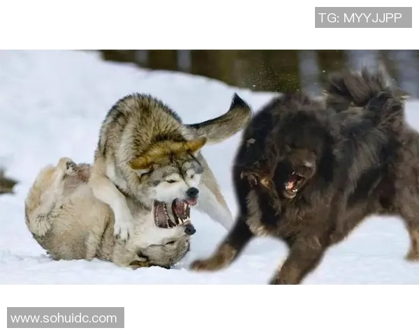 纽波特郡与格里姆的精彩对决揭示足球战术与团队精神的较量 纽波特郡与格里姆的精彩对决揭示足球战术与团队精神的较量